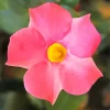 Pink Mandevilla Flower Diamond Painting