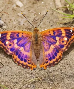 Purple Emperor Butterfly Diamond Painting