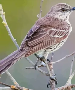 Mockingbird Diamond Painting