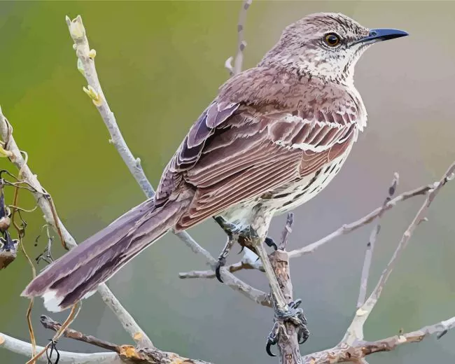 Mockingbird Diamond Paints Mockingbird Diamond Painting