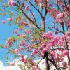 Tabebuia Rosea Tree Diamond Painting
