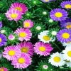Aster Flowers Diamond Painting