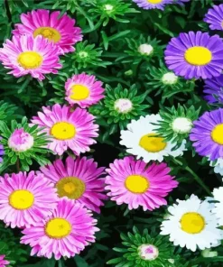 Aster Flowers Diamond Painting
