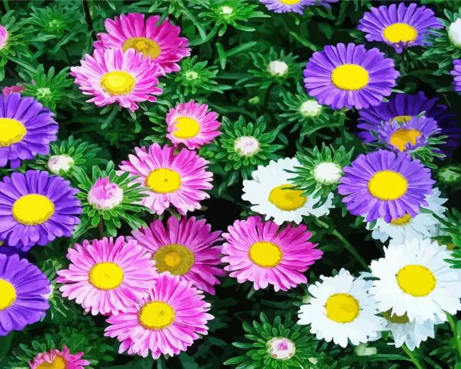 aster flowers Diamond Paints Aster Flowers Diamond Painting