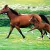 Baby And Mama Horse Diamond Painting