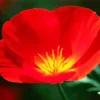 California Poppy Red Chief Diamond Painting