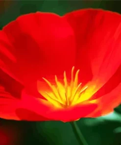 California Poppy Red Chief Diamond Painting