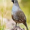 California Quail Art Diamond Painting