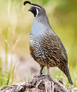 California Quail Art Diamond Painting