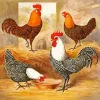 Campine Chicken Birds Diamond Painting