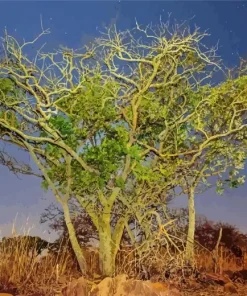 Manketti Tree Diamond Painting