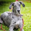 Merle Great Dane Diamond Painting
