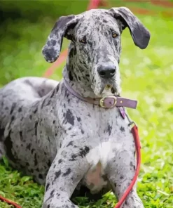 Merle Great Dane Diamond Painting