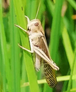 Migratory Locust Diamond Painting