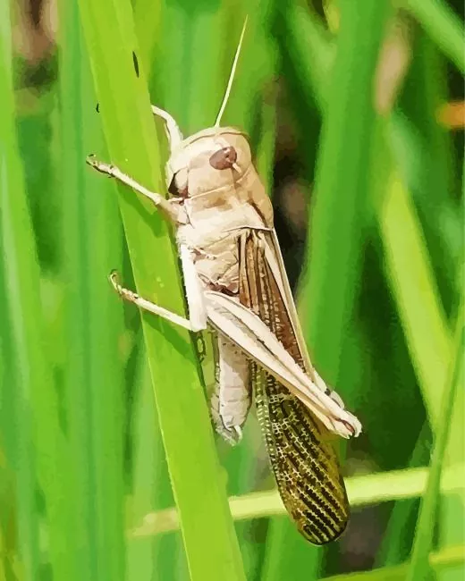 migratory locust Diamond Paintings Migratory Locust Diamond Painting