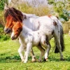 Miniature Horse Diamond Painting