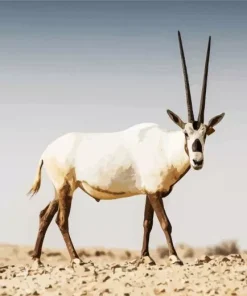Oryx Animal Diamond Painting