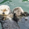Otters Holding Hands Diamond Painting