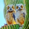 Owl On Cactus Diamond Painting