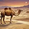 Wild Camel In Desert Diamond Painting