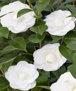 White Camellia Flowers Diamond Painting