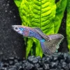 Blue Moscow Guppy Diamond Painting
