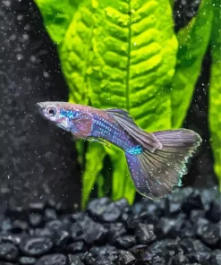 Blue Moscow Guppy Diamond Painting