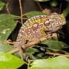 Carpet Chameleon Diamond Painting