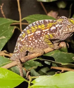 Carpet Chameleon Diamond Painting