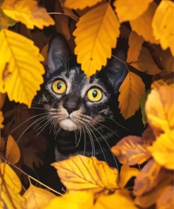 Cat in Fall Leaves Diamond Painting