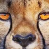Cheetah Eyes Diamond Painting