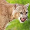 Cougar Lion Diamond Painting