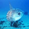 Mola Mola Fish Diamond Painting