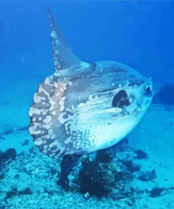 Mola Mola Fish Diamond Painting