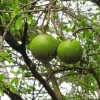 Monkey Orange Tree Diamond Painting