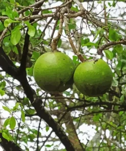Monkey Orange Tree Diamond Painting