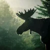Moose Silhouette Diamond Painting