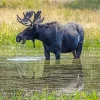 Moose in River Diamond Painting