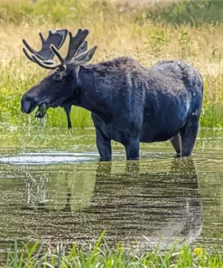 Moose in River Diamond Painting