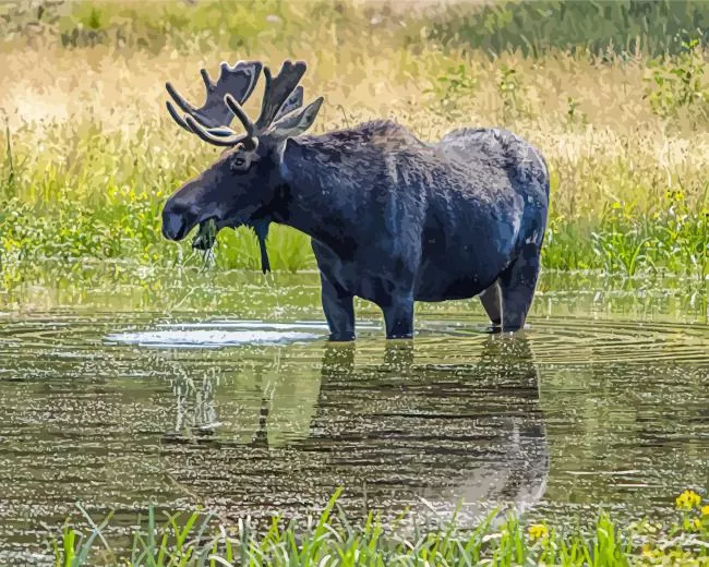 Moose in River Diamond Painting Moose in River Diamond Painting
