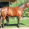 Morgan Horse Diamond Painting