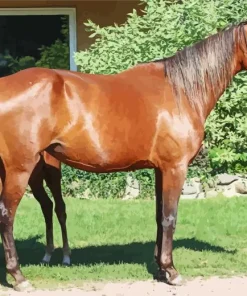 Morgan Horse Diamond Painting