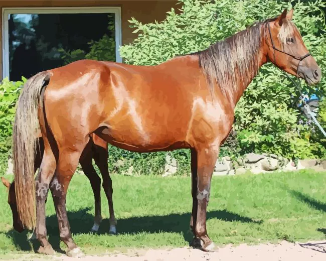 Morgan Horse Diamond Painting Morgan Horse Diamond Painting