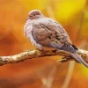 Mourning Dove Bird Diamond Painting