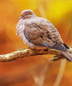 Mourning Dove Bird Diamond Painting