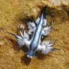 Nudibranch Blue Diamond Painting