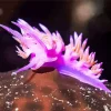 Nudibranch Purple Diamond Painting