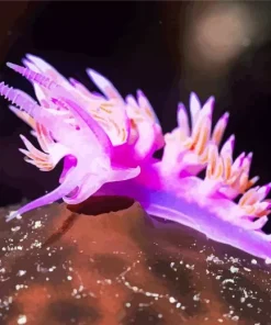 Nudibranch Purple Diamond Painting