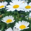 Oxeye Daisy Diamond Painting