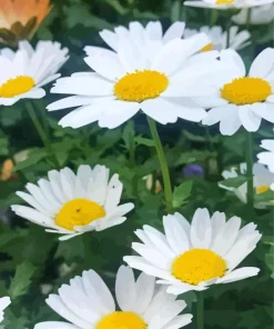 Oxeye Daisy Diamond Painting